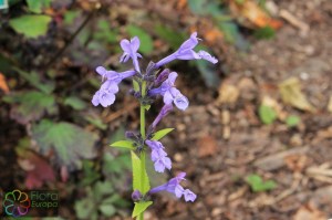 nepeta siberica (2)